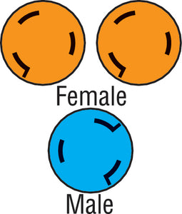 Furrion 381718 Y-Adap (2)50a/125v F-50a 250vm - LMC Shop
